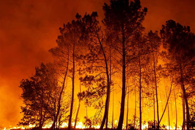 UAE expresses solidarity with Namibia in combating wildfires in Etosha National Park