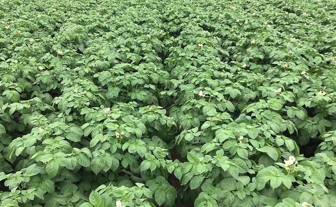 Potato crops catch up after slow start