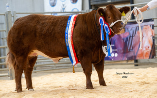 Heifers dominate Beef Expo line-up