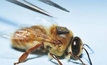 High tech bee research aims for sweet success