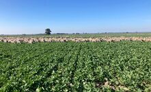 Broadacre cropper and sheep producer Dustin Pascoe, Raywood, Victoria, has been grazing sheep on standing crops since 2012 and recently completed a Nuffield Scholarship on the topic.