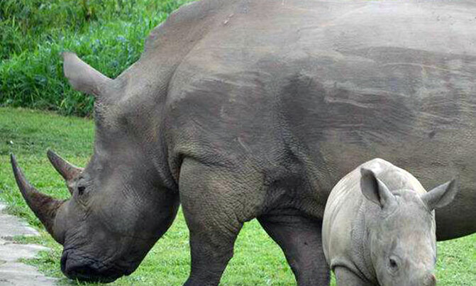 How a private firm is minting billions from Uganda's rhinos How a private firm is minting billions from Uganda's rhinos