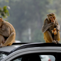 Residents of Delhi's Hanuman lane complain of monkey menace , demand action from Municipal body