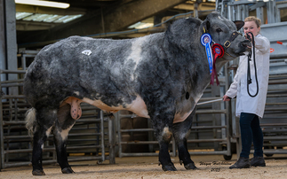 Pendle Tiger tops British Blue bulls at 18,000gns