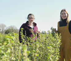 Currant affairs: How Ribena's blackcurrant growers are blending a new recipe for regenerative farming