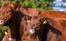 Red Angus delivers for low-input farming systems