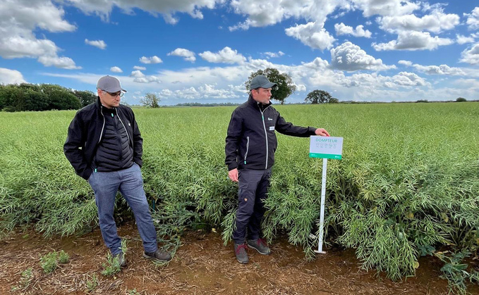 Breeders back resilient genetics as OSR confidence returns