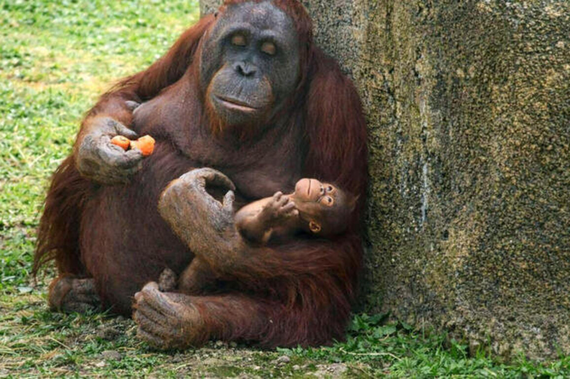 Critically endangered Borneo orangutan born at Madrid zoo