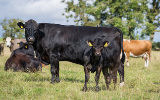Enhancing profitability in the suckler herd  