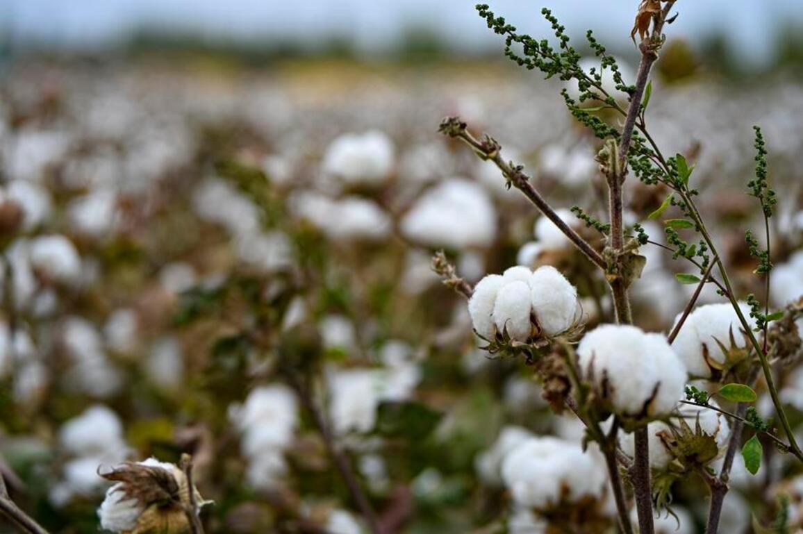 Xinjiang's smart farming revolution on cotton fields