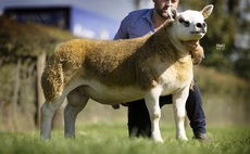 High of 160,000gns and record average for Texels at Lanark