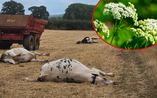 What livestock farmers need to know about hemlock water dropwort poisoning