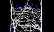 Images key to understanding roots of plant fertiliser use