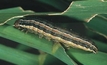 Armyworms on the march