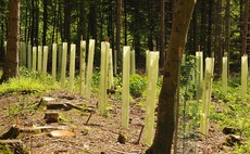 Tree planting landlords 'frightening' tenants with notices to quit