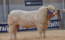 STIRLING BULL SALES: Charolais peak at 16,000gns twice  