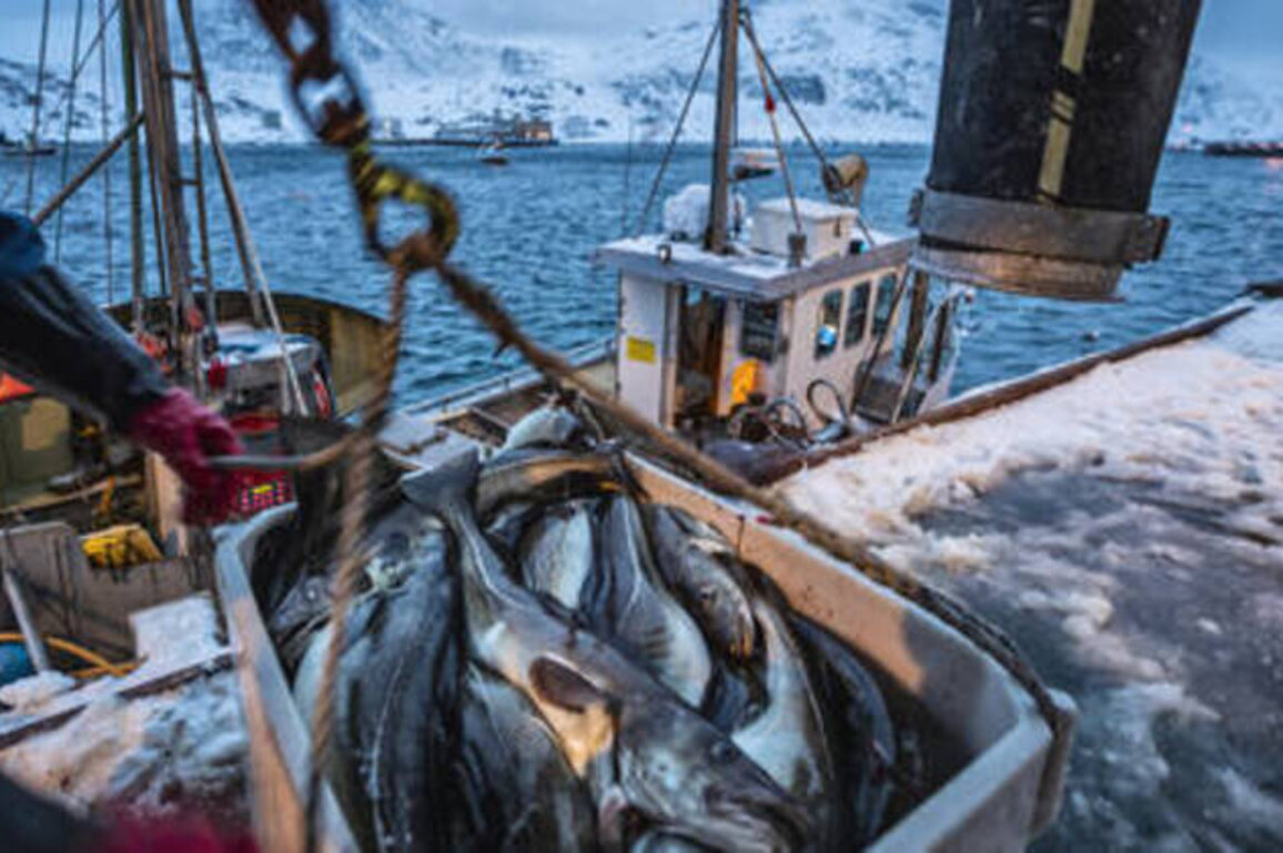 Russian seafood still sold in EU despite fishy sanctions - Euractiv