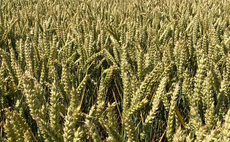 'Extraordinary' yield jump in the latest winter wheat Recommended List