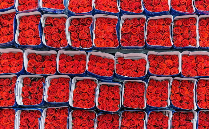 Valentine's Day: Climate change threatens rose production, analyst warns