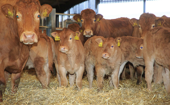 Limousins tick all the boxes on Lincolnshire farm