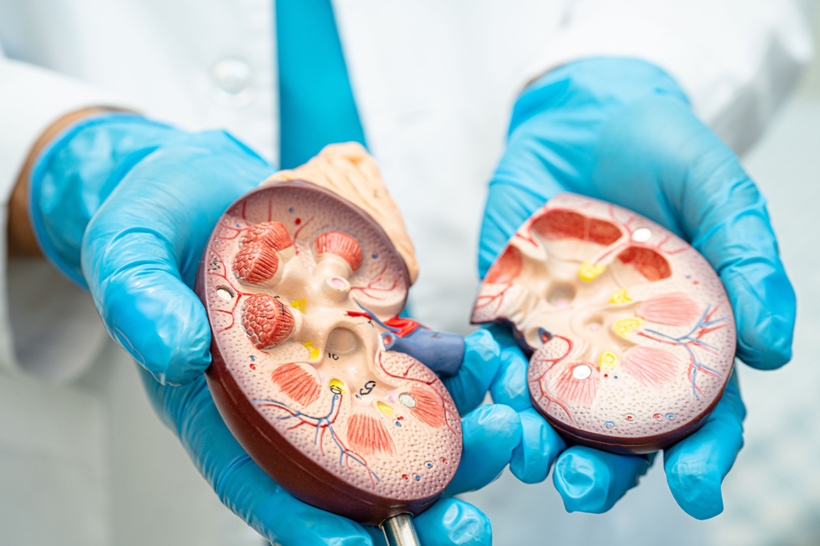 Harnessing mechanobiology to combat kidney disease - The Source - WashU