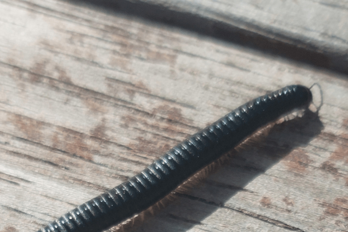 Portuguese millipedes infestation growing in Wellington, entomologist says