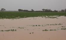 Managing weeds after high rainfall