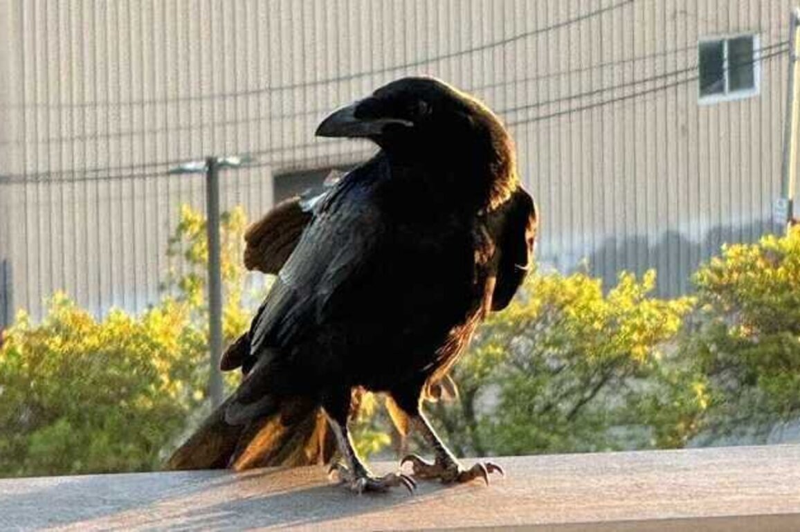 The Rescue of a Real Raven Living at M&T Bank Stadium