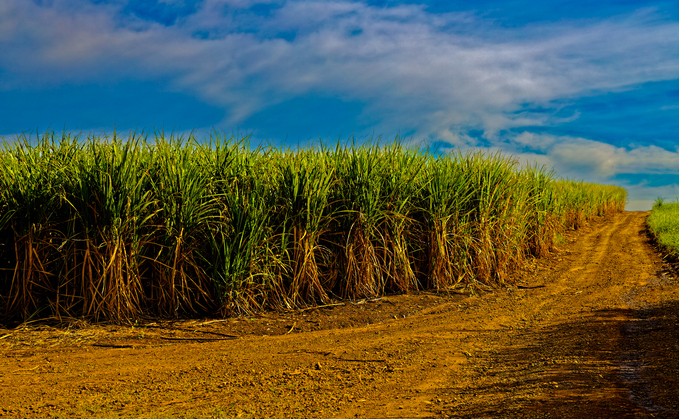 Diageo launches climate solutions fund for African smallholder farms