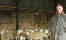 Sheep special: EasyCare sheep add value to mixed farming business