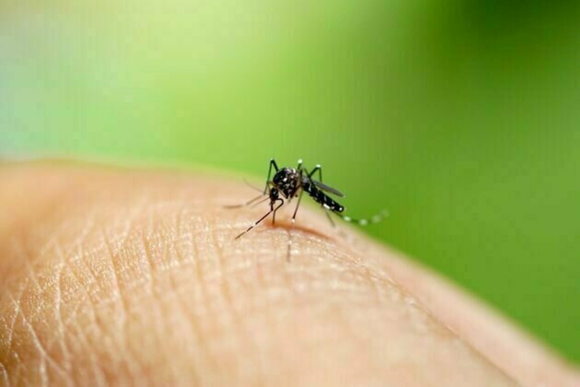What is chikungunya virus, and should we be worried about it in Australia?