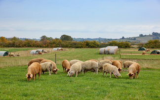 Sharp commercial focus for regenerative farming brothers 