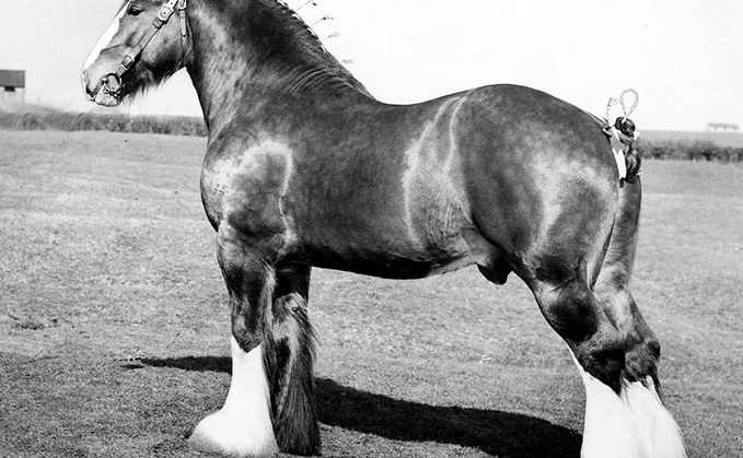 Bringing back the Shire horse - 'You cannot fail to be impressed by the size and that little bit of magic these horses bring'
