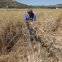MIDEAST-WEST BANK-NABLUS-HARVEST