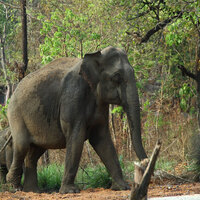 Kerala: Forest Department catches two wild elephants under Operation Gajamukti in Kannur