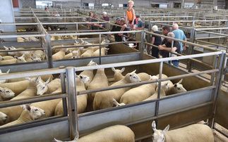 Bluetongue latest: Cases exceed 800 | Vaccinated sheep 'attracting premium' | Disease 'becoming endemic' in parts of Scotland
