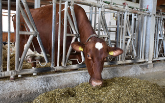 Death of farmer trampled by cow 'could have been prevented' according to FAI