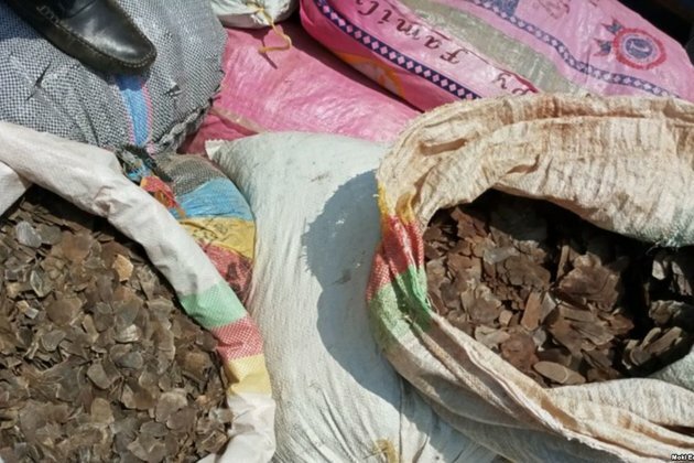 Cameroon Busts Ivory, Pangolin Traffickers