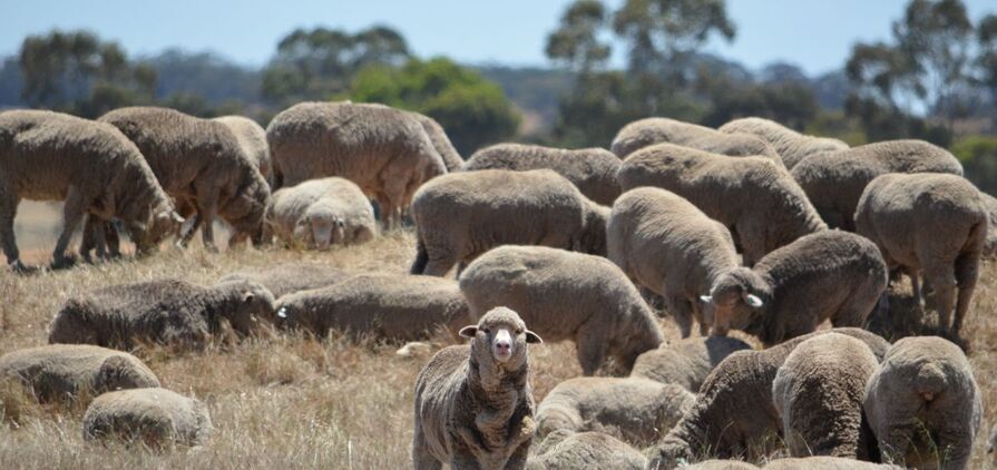 A coordinated effort is required to grow the WA sheep industry. 