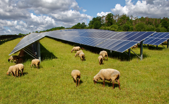 Livestock are frequently found grazing in the same fields as solar farms are situated | Credit: iStock