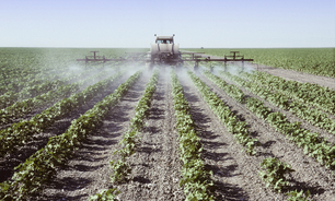 A herbicide used for cotton, turf and certain vegetable crops has been cancelled by APVMA. Credit: Balefire, Shutterstock.