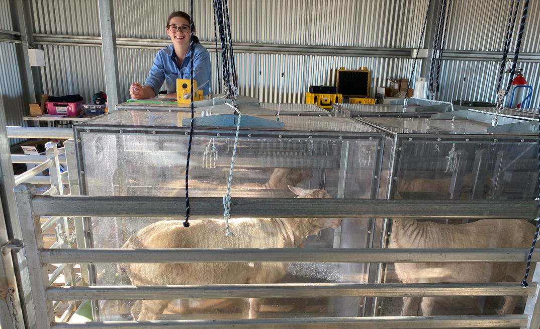 DPIRD research scientist Brittany Bolt looks over the Portable Accumulation Chambers at the Katanning Research Station in WA, used to measure methane production from sheep.