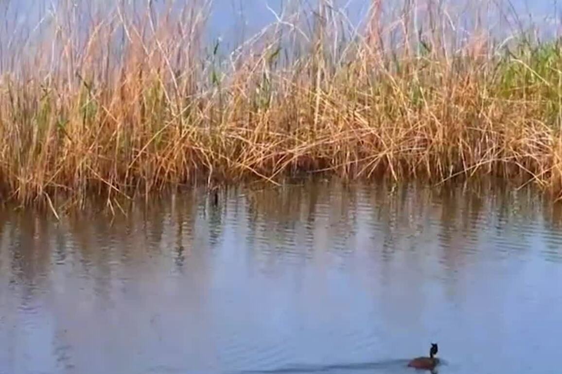 60"FlyOverChina | Migratory birds raise chicks in NE China