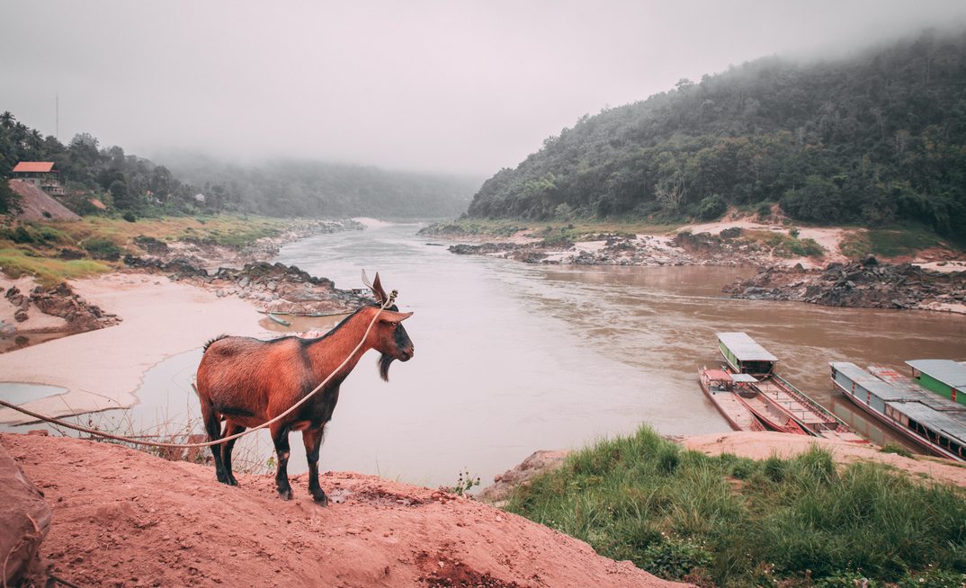 The 'tethered goat' in demand, Liontown not so much