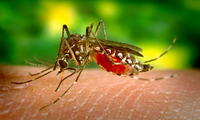 WHO calls emergency meeting on yellow fever outbreak WHO calls emergency meeting on yellow fever outbreak