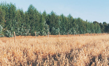 Study finds trees lack the nutrients to absorb carbon