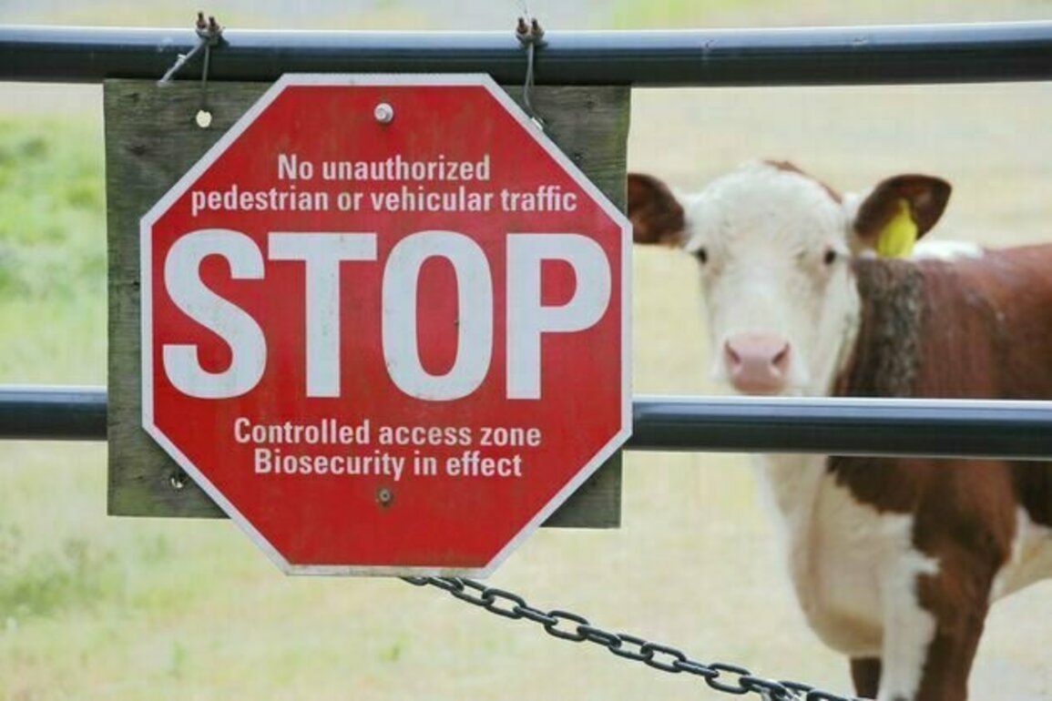 Foot-and-mouth disease would devastate Australia's graziers if it got in. Here's how a new vaccine might help