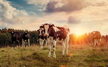 Biden administration invests $3bn in 'climate-smart farming' - Vimarsana News