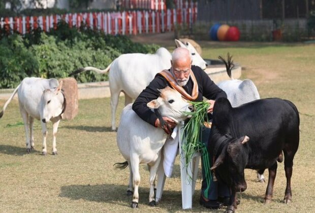 PM Modi feeds cows at his residence on Makar Sankranti