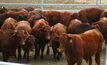 Vic saleyard improves cattle conditions